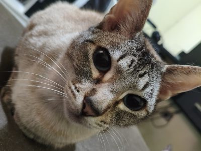 Mike (Adoção Urgente)