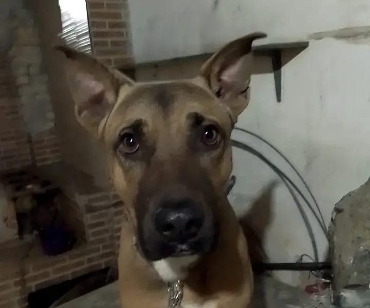 Kuky (Adoção Urgente)