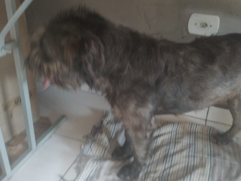 Meg (Adoção Urgente)