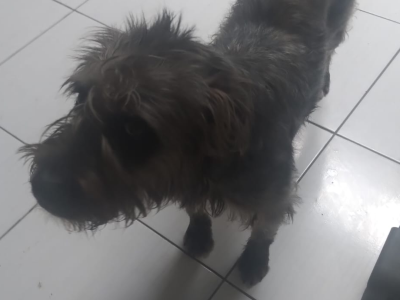 Meg (Adoção Urgente)
