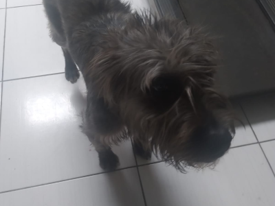 Meg (Adoção Urgente)