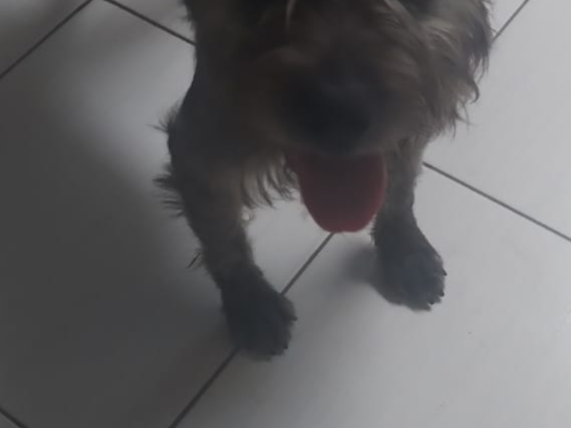 Meg (Adoção Urgente)
