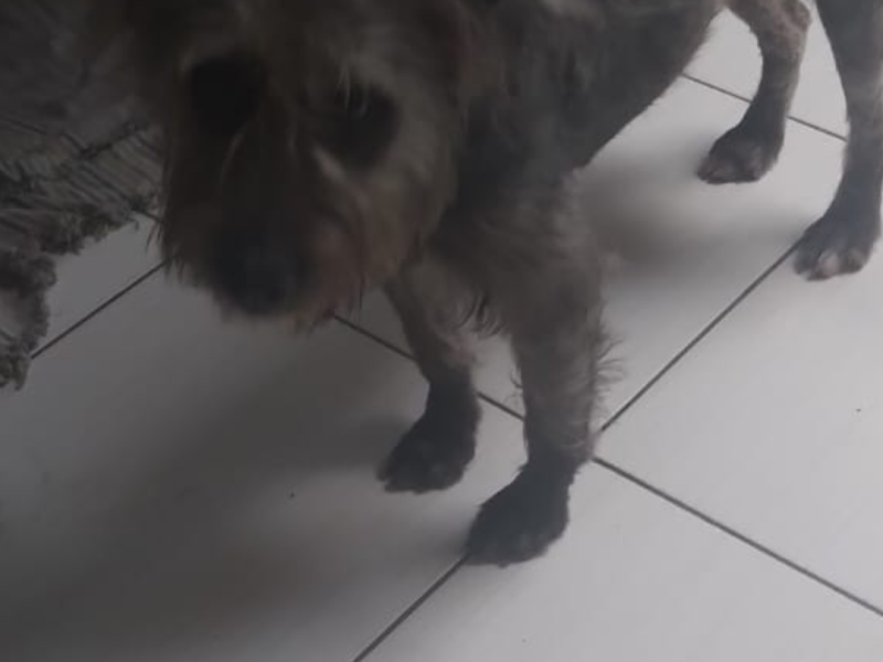 Meg (Adoção Urgente)
