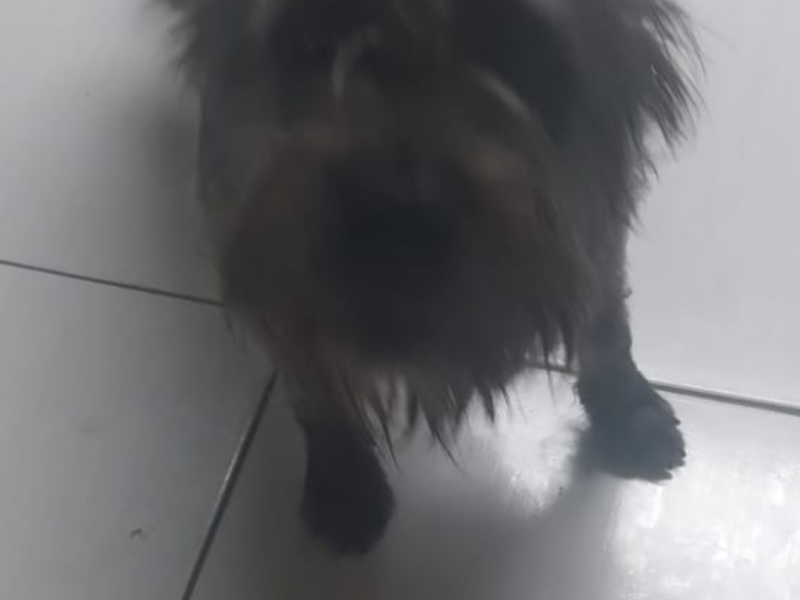 Meg (Adoção Urgente)