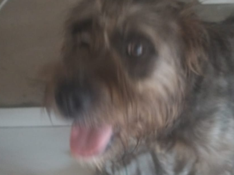 Meg (Adoção Urgente)