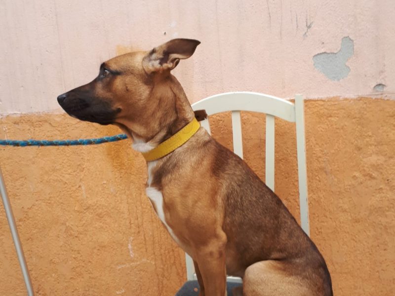 Kuky (Adoção Urgente)