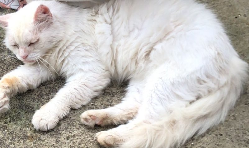 Alfredo (Adoção Urgente)