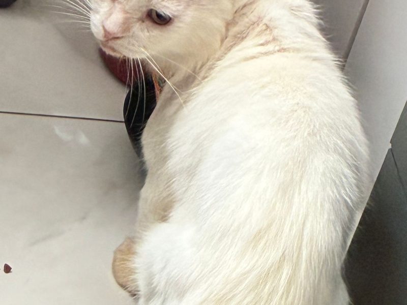 Alfredo (Adoção Urgente)
