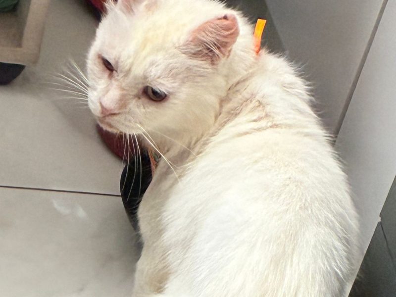Alfredo (Adoção Urgente)