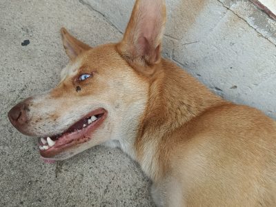 Caramela e Pretinha (Adoção Urgente)