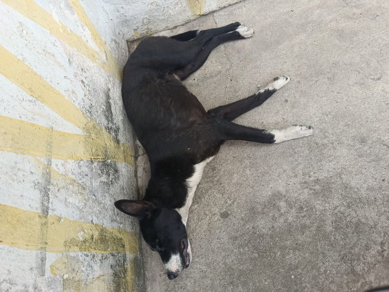 Caramela e Pretinha (Adoção Urgente)
