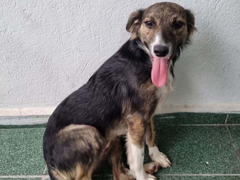 Filomena (Adoção Urgente)