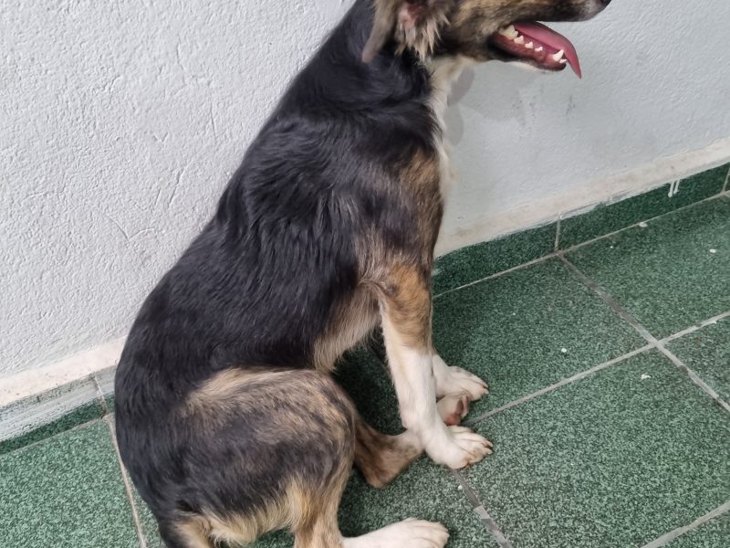 Filomena (Adoção Urgente)