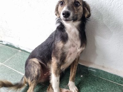 Filomena (Adoção Urgente)