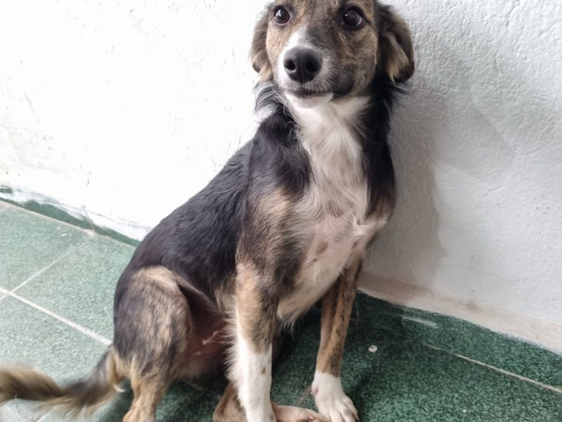 Filomena (Adoção Urgente)