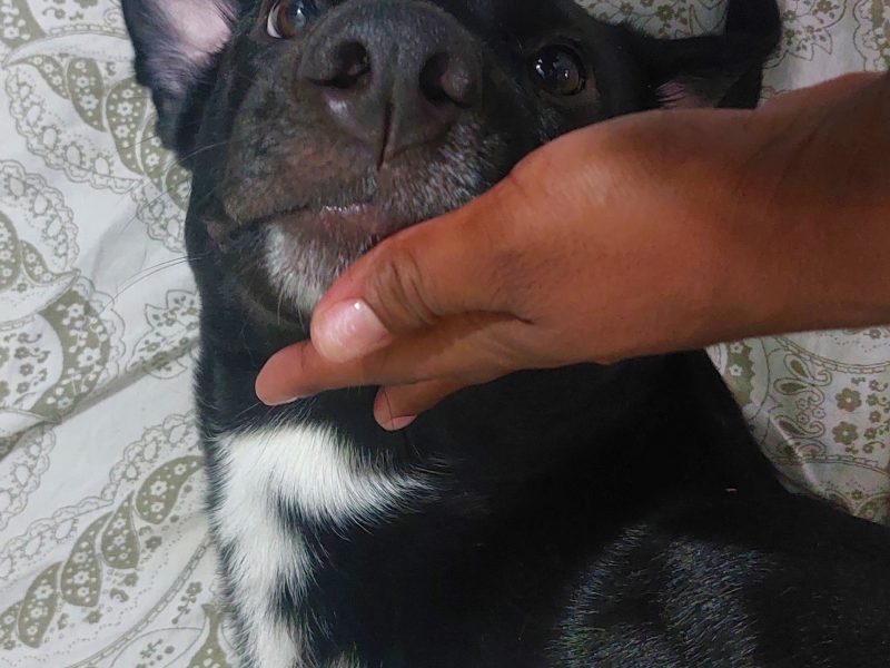 Oreo (Adoção Urgente)