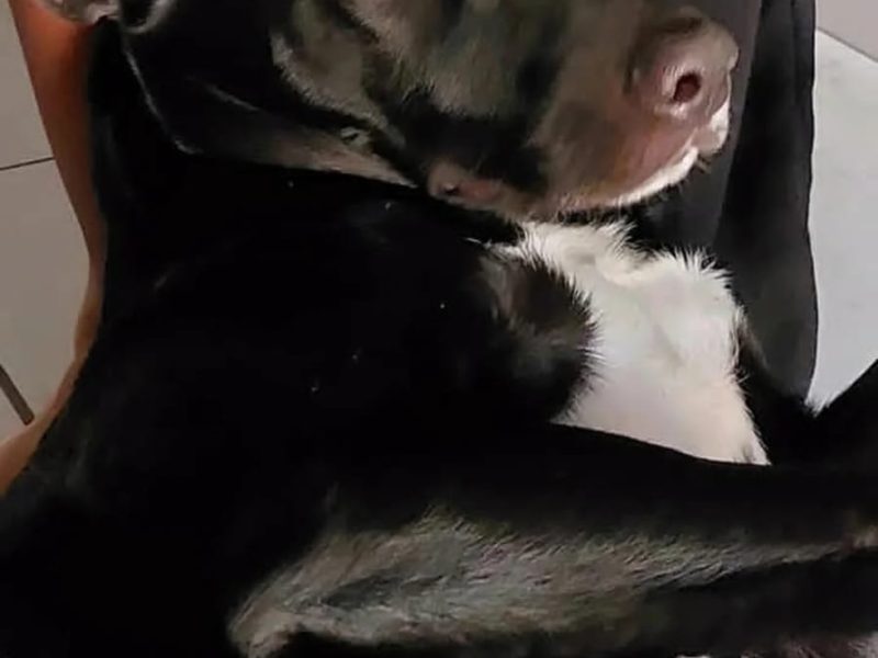 Oreo (Adoção Urgente)