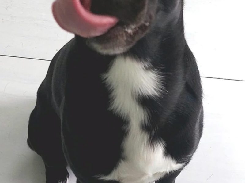 Oreo (Adoção Urgente)