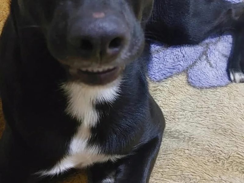 Oreo (Adoção Urgente)