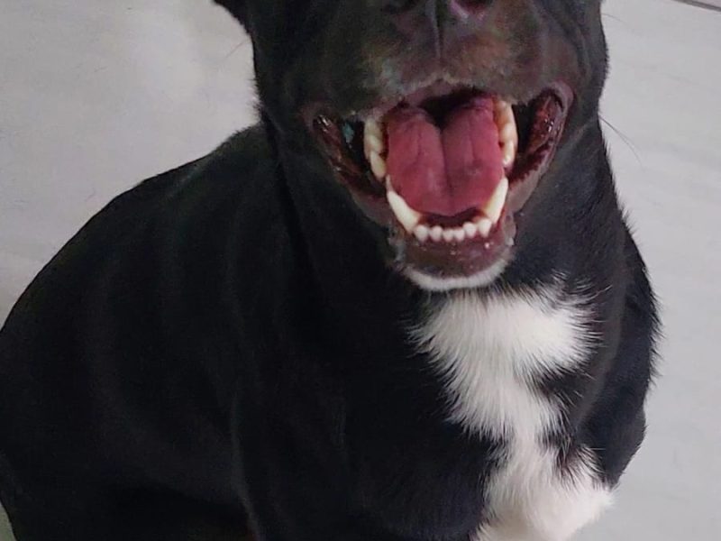 Oreo (Adoção Urgente)