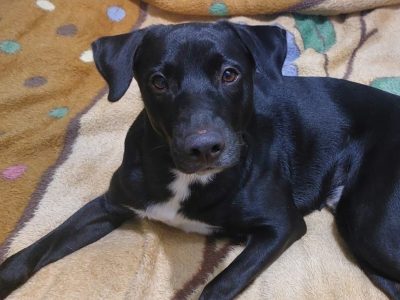 Oreo (Adoção Urgente)
