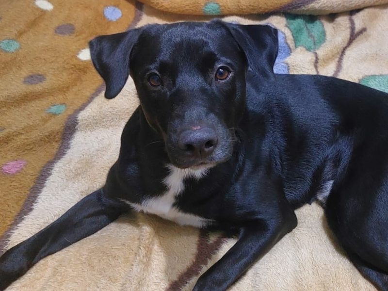 Oreo (Adoção Urgente)