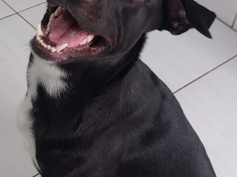 Oreo (Adoção Urgente)