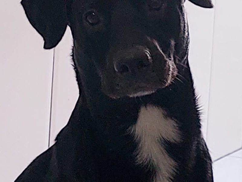 Oreo (Adoção Urgente)