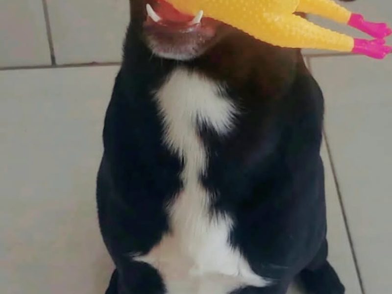 Oreo (Adoção Urgente)