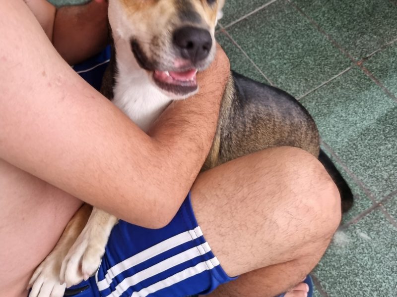 Judite (Adoção Urgente)