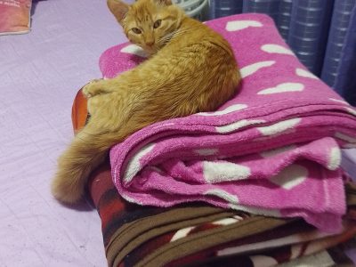 Buriti (Adoção Urgente)