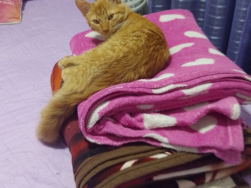 Buriti (Adoção Urgente)