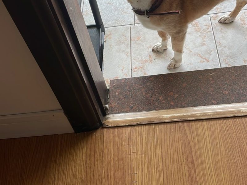 Maggie (Adoção Urgente)