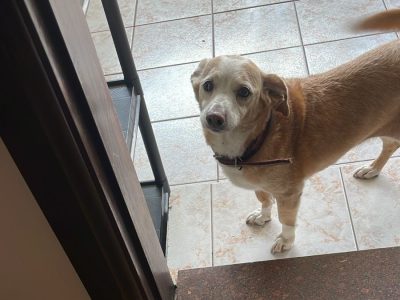 Maggie (Adoção Urgente)
