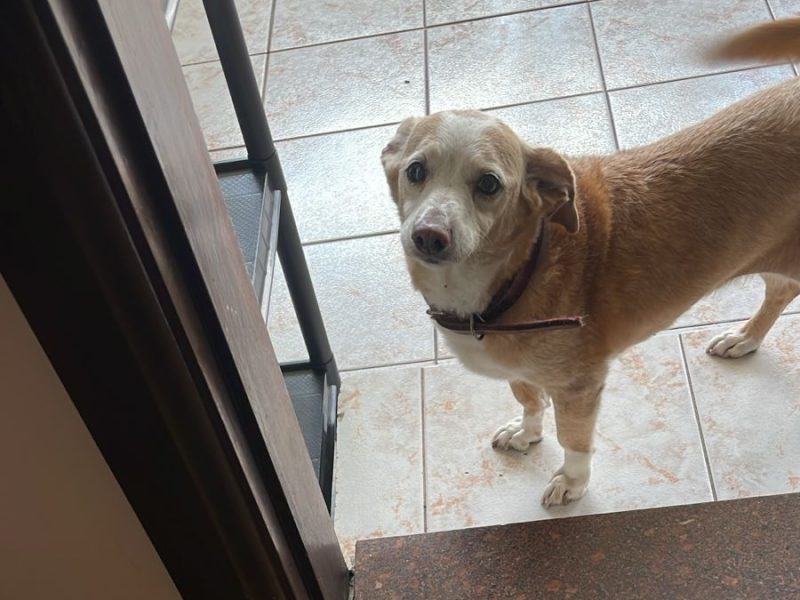 Maggie (Adoção Urgente)