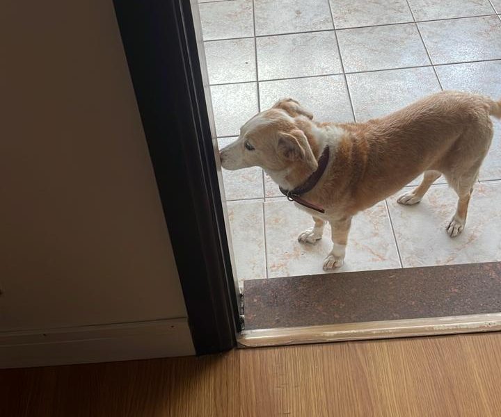 Maggie (Adoção Urgente)
