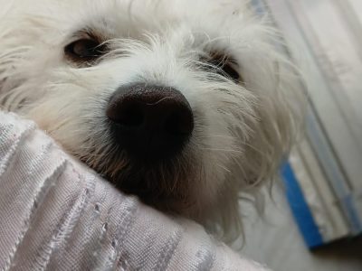 Luna (Adoção Urgente)
