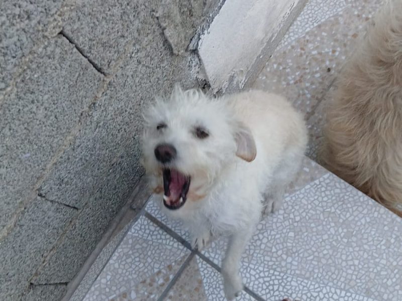 Luna (Adoção Urgente)