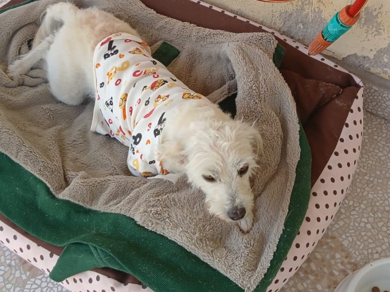 Luna (Adoção Urgente)