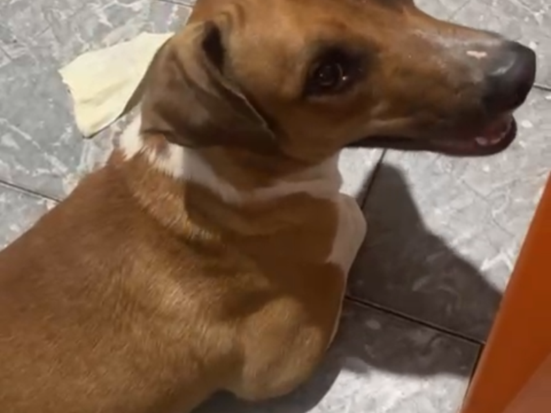 Capivara (Adoção Urgente)