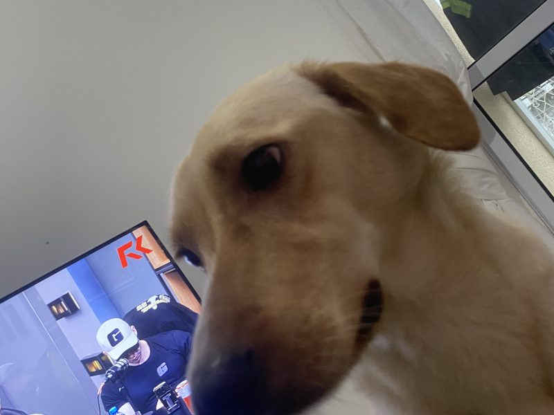 Layla (Adoção Urgente)