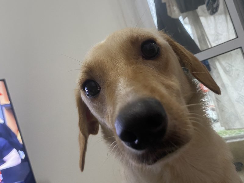 Layla (Adoção Urgente)