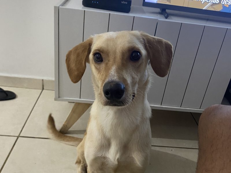 Layla (Adoção Urgente)