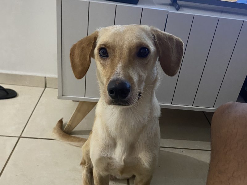 Layla (Adoção Urgente)