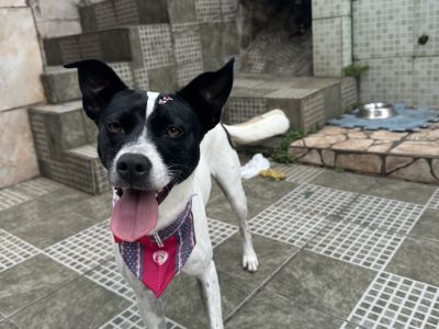 Maisa (Adoção Urgente)