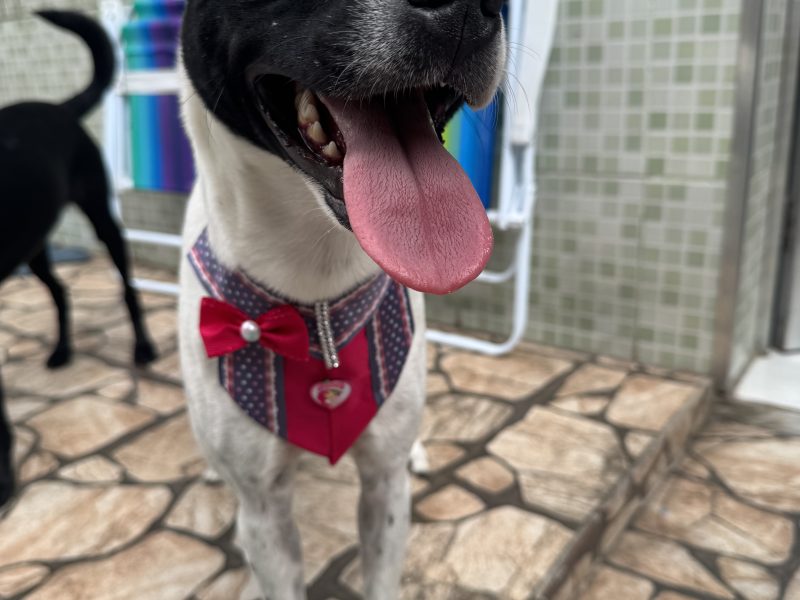Maisa (Adoção Urgente)