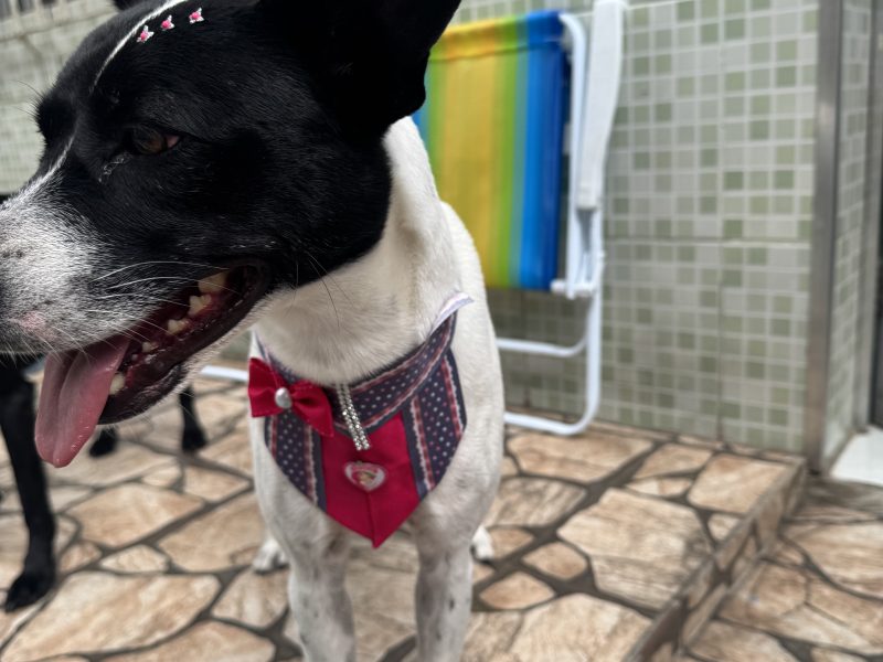 Maisa (Adoção Urgente)