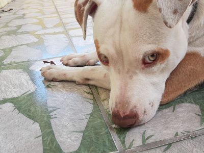 Pitbull (Adoção Urgente)