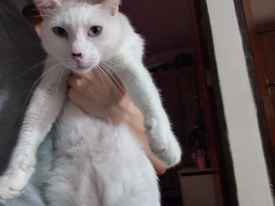 Tadinho (Adoção Urgente)