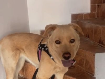 Bony (Adoção Urgente)